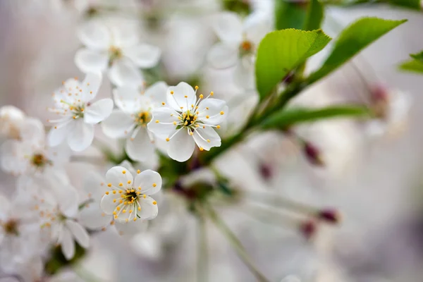 Kiraz ağacı dalı bahar — Stok fotoğraf