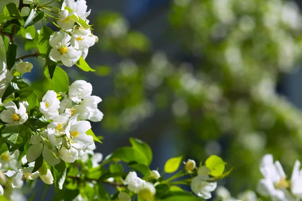 Apple tree branch in spring blooms garden — Stock Photo, Image