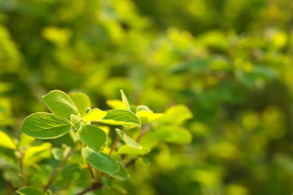 stock image Green leaves against blur background