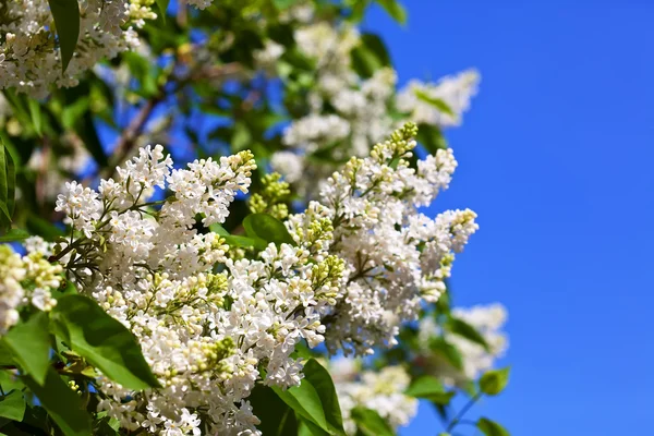White lilac with copyspace — Stock Photo, Image