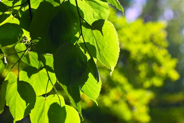Green linden leaves — Stock Photo, Image