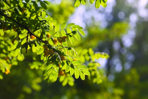アカシアの葉、鮮やかなバックライト付き — ストック写真