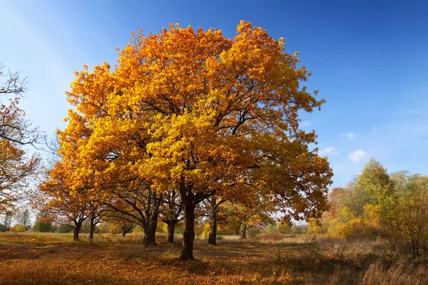 Herbstlandschaft mit Eichenhain — Stockfoto
