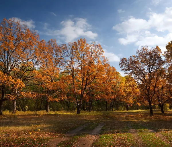 Outono lanscape com bosque de carvalho — Fotografia de Stock