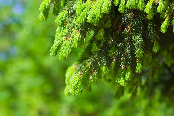 Branches of spruce tree — Stock Photo, Image