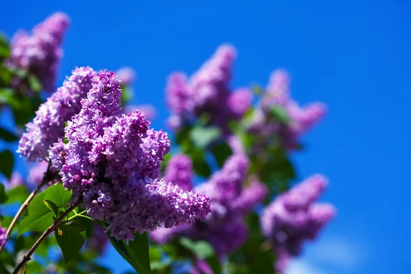 紫色丁香分支对蓝蓝的天空 — 图库照片