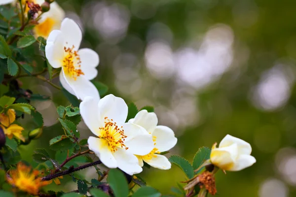 stock image Brier flowers against blur background