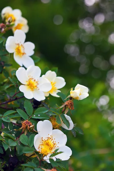 stock image Brier flowers against blur background