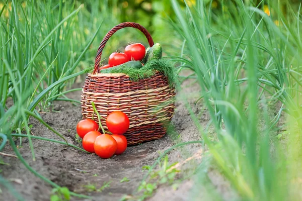 Stock image Harvested vegetables