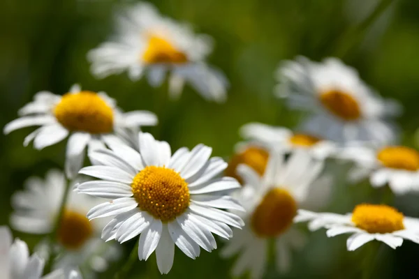 Closeup daisy louka — Stock fotografie