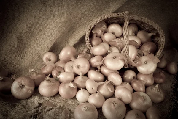 Retro photo of harvested onion — Stock Photo, Image