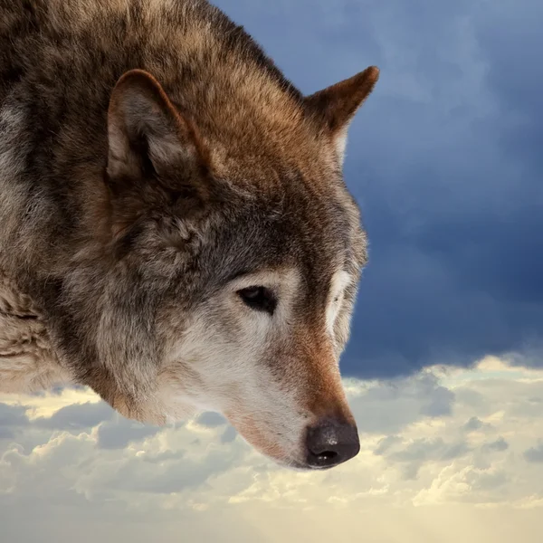 Kopf des Wolfes gegen wolkenverhangenen Himmel — Stockfoto