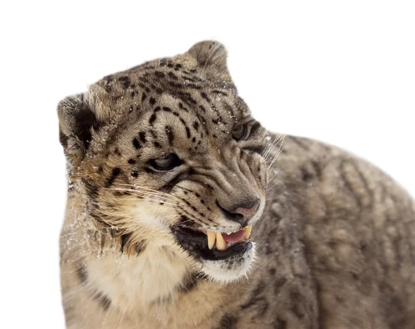Tête de léopard des neiges — Photo