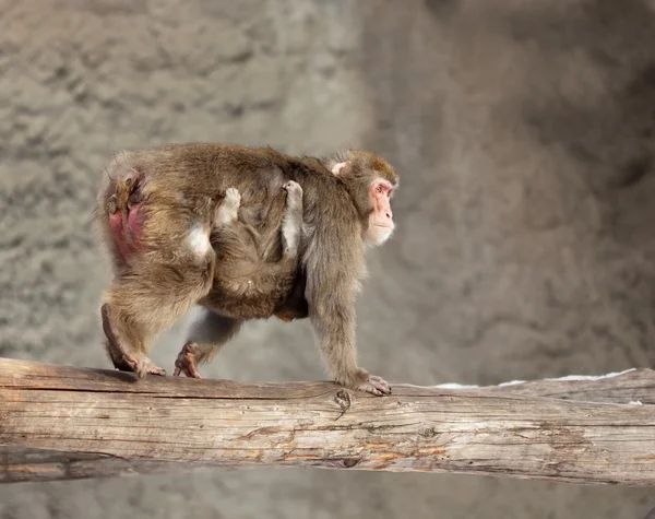 Yavrusu ile Japon makak — Stok fotoğraf