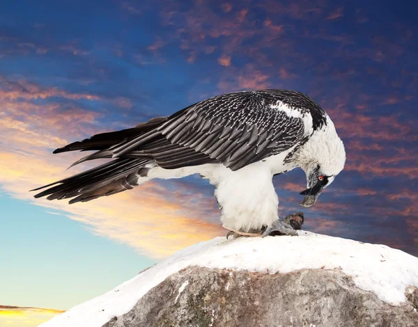 Griffon vulture against sky background — Stock Photo, Image