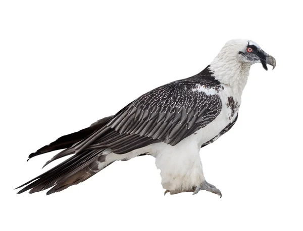 Avvoltoio barbuto. Isolato su bianco — Foto Stock