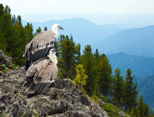 Griffon vulture in wildness — Stock Photo, Image