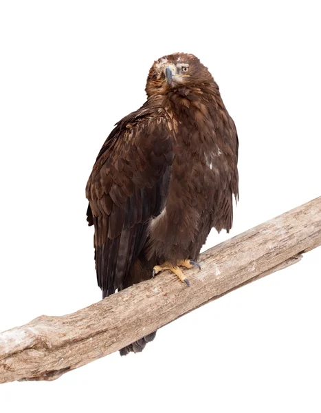 Tawny Eagle. Eristetty yli valkoinen — kuvapankkivalokuva