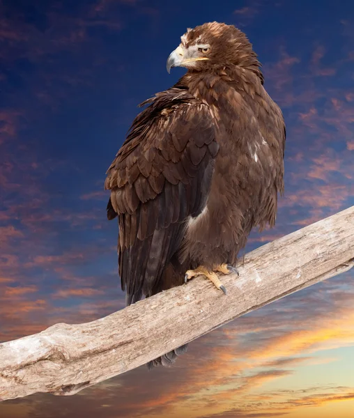 Eagle against sunset sky — Stock Photo, Image