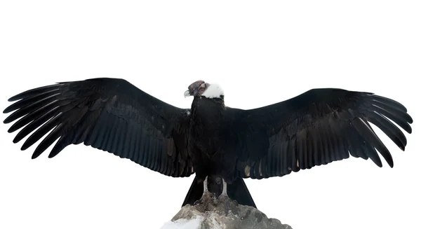 Condor andino. Isolado sobre branco — Fotografia de Stock