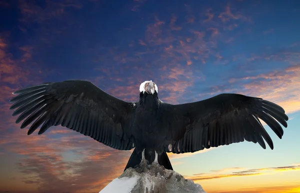 Condor andino — Foto Stock