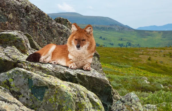 Dhole in windness area — Stock Photo, Image