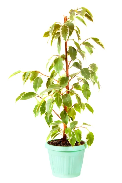 Ficus Xoina en pot. Isolé sur blanc — Photo