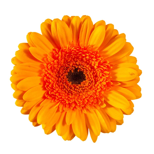Één daisy flower. geïsoleerd over Wit — Stockfoto