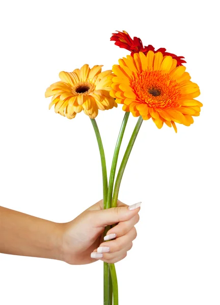 Drie daisy bloemen in de hand. geïsoleerd over Wit — Stockfoto