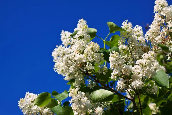 White lilac branch — Stock Photo, Image