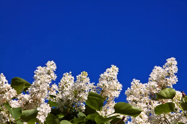 Branche lilas blanche avec copyspace — Photo