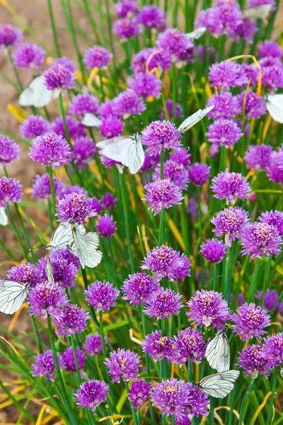Bloemen plant met vlinders — Stockfoto