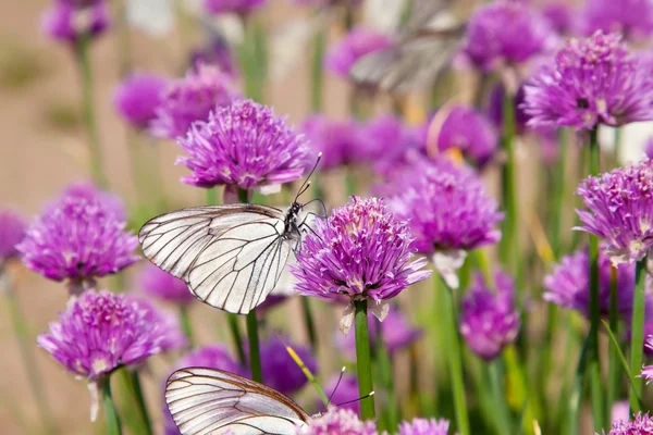 stock image Flowers plant with Butterflies