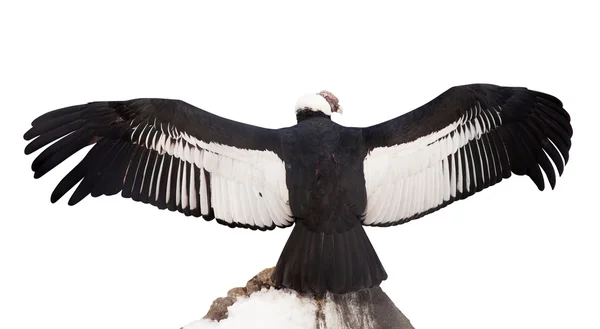 Condor andino. Isolado sobre branco — Fotografia de Stock