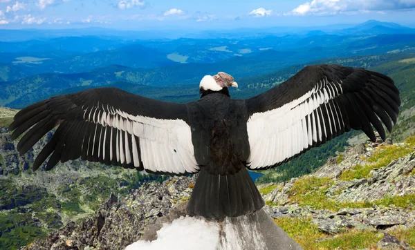 Andean condor in wildness area — Stock Photo, Image