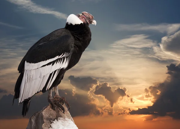 Condor andino contro il cielo del tramonto — Foto Stock