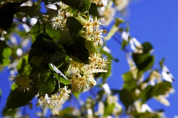 Blossoming linden branch — Stock fotografie