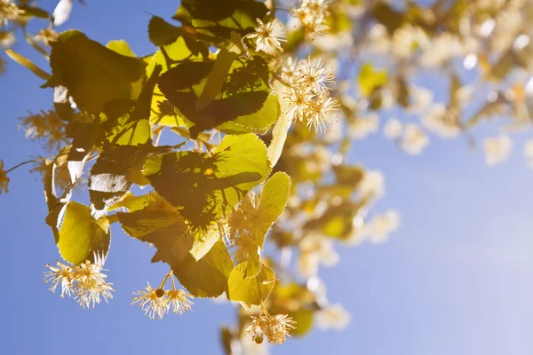 Blossoming linden branch — Stock Photo, Image