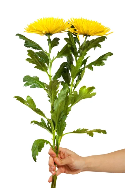 Two yellow chrysanthemums in hand. Isolated over white — Stock Photo, Image