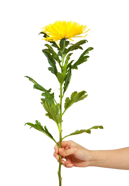 Single yellow chrysanthemum in hand over white — Stock Photo, Image