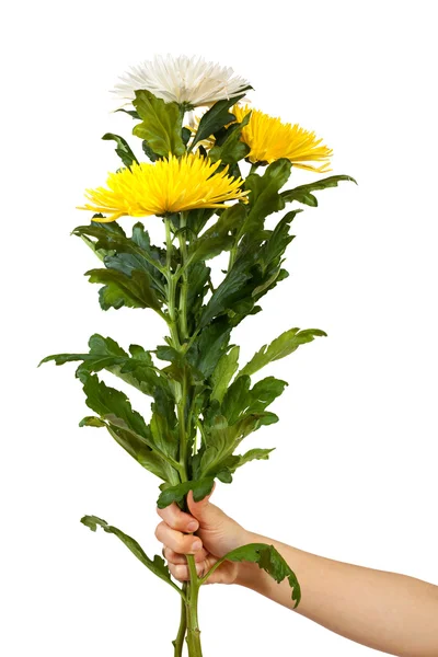 Chrysanthemum in hand. Isolated over white — Stock Photo, Image