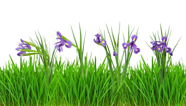Iris flowers in grass border. Isolated on white — Stock Photo, Image
