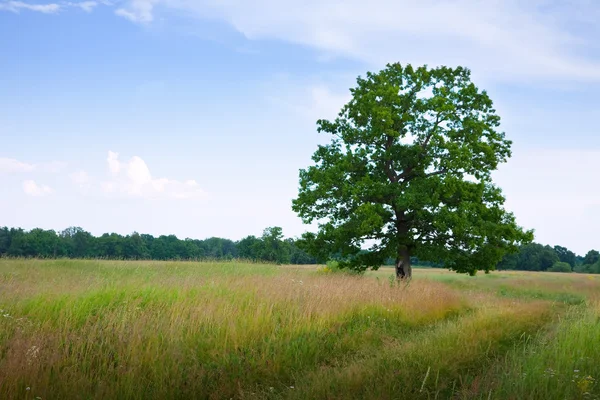 Summer landscape with oak — Stock Photo, Image
