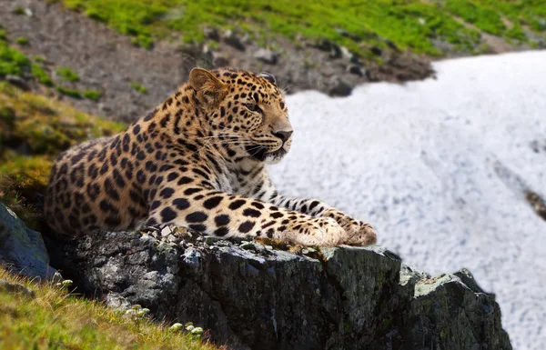 Leopard a kövek — Stock Fotó