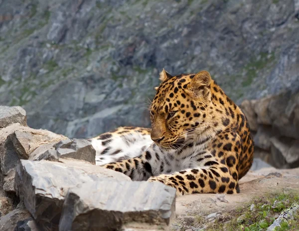 Leopardo sobre roca — Foto de Stock