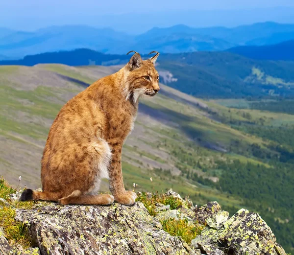 Lynx は野生のエリアに座っています。 — ストック写真