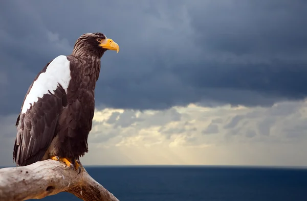 Steller 's Sea Eagle — стоковое фото