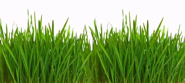 Grass border over white — Stock Photo, Image