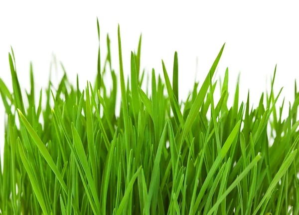 Frontera de hierba — Foto de Stock