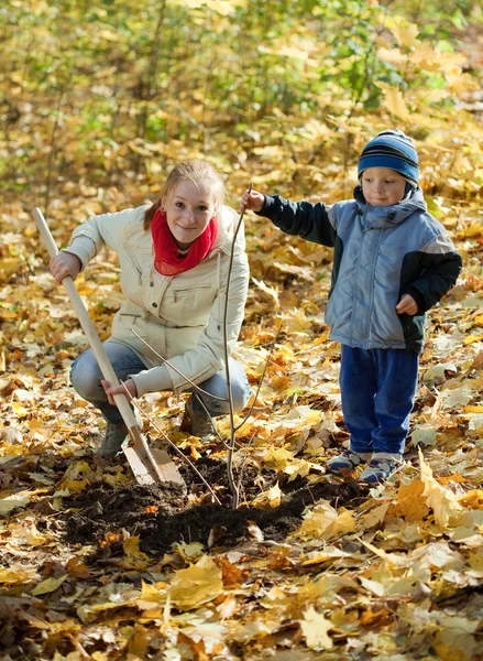 Žena se synem obnovení strom na podzim — Stock fotografie